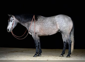 American Quarter Horse, Ruin, 6 Jaar, 160 cm, Schimmel