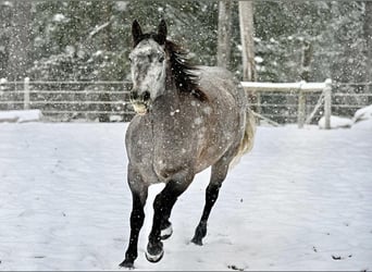 American Quarter Horse, Ruin, 6 Jaar, 160 cm, Schimmel