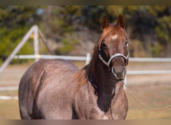 American Quarter Horse, Ruin, 6 Jaar, 163 cm, Bruin