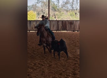 American Quarter Horse, Ruin, 6 Jaar, 163 cm, Bruin