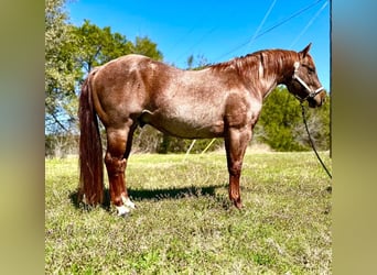 American Quarter Horse, Ruin, 6 Jaar, 163 cm, Bruin