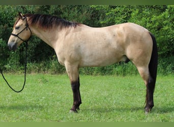 American Quarter Horse, Ruin, 6 Jaar, 163 cm, Buckskin