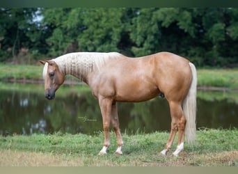 American Quarter Horse, Ruin, 6 Jaar, 163 cm, Palomino
