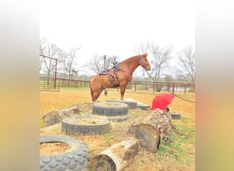 American Quarter Horse, Ruin, 6 Jaar, 163 cm, Red Dun