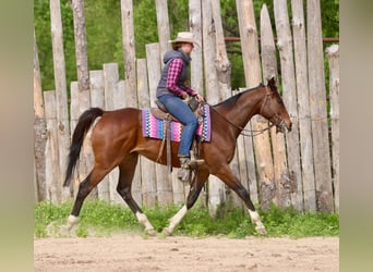 American Quarter Horse Mix, Ruin, 6 Jaar, 163 cm, Roodbruin