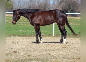 American Quarter Horse, Ruin, 6 Jaar, 163 cm, Roodbruin