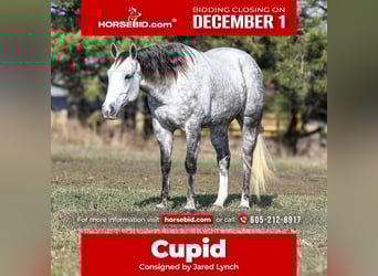 American Quarter Horse, Ruin, 6 Jaar, 163 cm, Schimmel