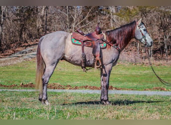 American Quarter Horse, Ruin, 6 Jaar, 163 cm, Schimmel