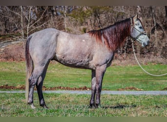 American Quarter Horse, Ruin, 6 Jaar, 163 cm, Schimmel