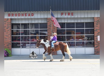 American Quarter Horse, Ruin, 6 Jaar, 163 cm, Tobiano-alle-kleuren