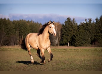 American Quarter Horse Mix, Ruin, 6 Jaar, 165 cm, Falbe