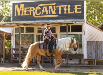 American Quarter Horse Mix, Ruin, 6 Jaar, 165 cm, Palomino