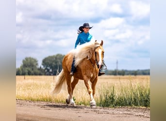 American Quarter Horse Mix, Ruin, 6 Jaar, 165 cm, Palomino