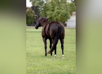 American Quarter Horse, Ruin, 6 Jaar, 165 cm, Zwart