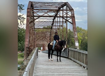 American Quarter Horse, Ruin, 6 Jaar, 165 cm, Zwart