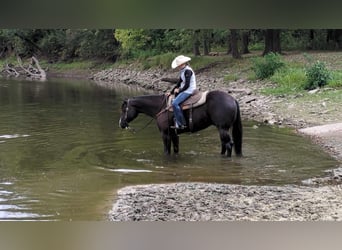 American Quarter Horse, Ruin, 6 Jaar, 165 cm, Zwart