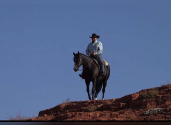 American Quarter Horse, Ruin, 6 Jaar, 165 cm, Zwart