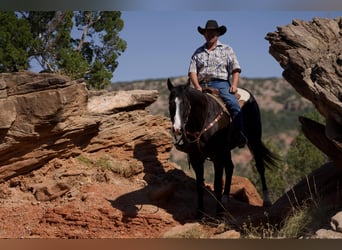 American Quarter Horse, Ruin, 6 Jaar, 165 cm, Zwart