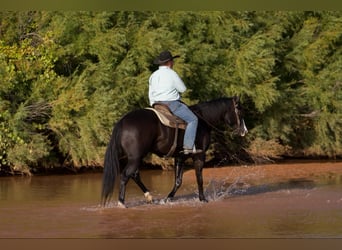 American Quarter Horse, Ruin, 6 Jaar, 165 cm, Zwart