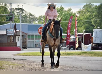 American Quarter Horse, Ruin, 6 Jaar, 168 cm, Falbe