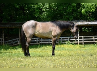 American Quarter Horse, Ruin, 6 Jaar, 168 cm, Falbe