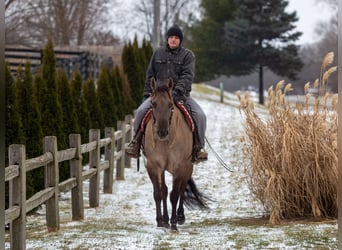 American Quarter Horse, Ruin, 6 Jaar, 168 cm, Grullo