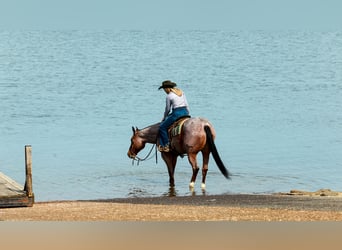 American Quarter Horse, Ruin, 6 Jaar, 168 cm, Roan-Bay