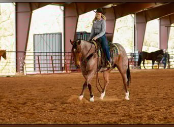 American Quarter Horse, Ruin, 6 Jaar, 168 cm, Roan-Bay