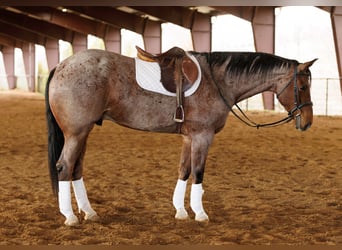 American Quarter Horse, Ruin, 6 Jaar, 168 cm, Roan-Bay