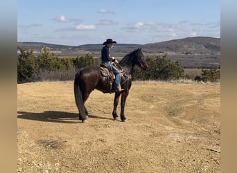 American Quarter Horse, Ruin, 6 Jaar, 168 cm, Roodbruin