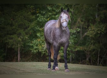 American Quarter Horse, Ruin, 6 Jaar, 170 cm, Appelschimmel