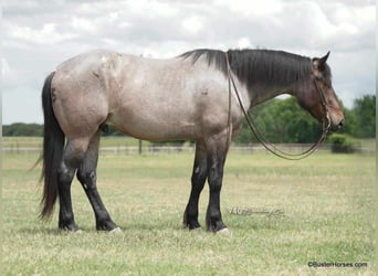 American Quarter Horse, Ruin, 6 Jaar, 170 cm, Roan-Bay