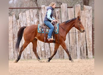 American Quarter Horse Mix, Ruin, 6 Jaar, 173 cm, Roodbruin