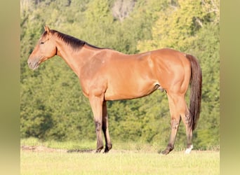 American Quarter Horse Mix, Ruin, 6 Jaar, 173 cm, Roodbruin