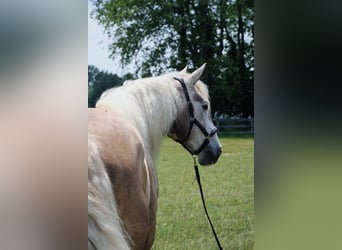 American Quarter Horse, Ruin, 6 Jaar, 175 cm, Schimmel