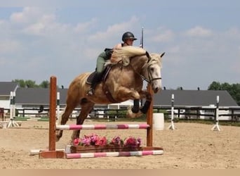 American Quarter Horse, Ruin, 6 Jaar, 175 cm, Schimmel