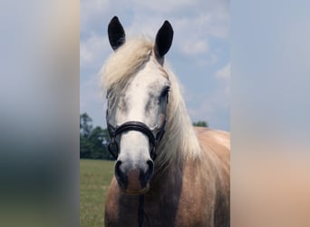 American Quarter Horse, Ruin, 6 Jaar, 175 cm, Schimmel