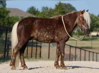 American Quarter Horse, Ruin, 6 Jaar, 99 cm, Bruin