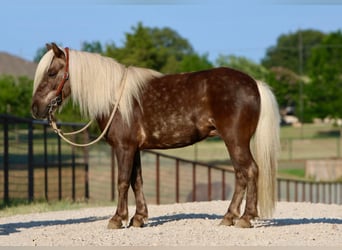 American Quarter Horse, Ruin, 6 Jaar, 99 cm, Bruin