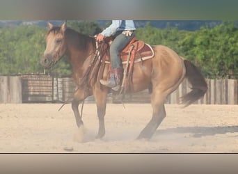 American Quarter Horse, Ruin, 6 Jaar, Buckskin