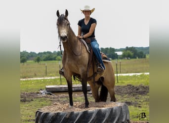 American Quarter Horse, Ruin, 6 Jaar, Buckskin