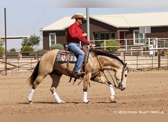 American Quarter Horse, Ruin, 6 Jaar, Buckskin