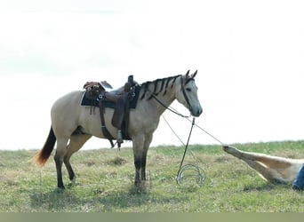 American Quarter Horse, Ruin, 6 Jaar, Buckskin