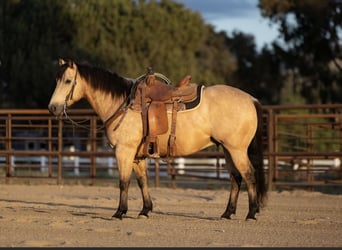 American Quarter Horse, Ruin, 6 Jaar, Buckskin