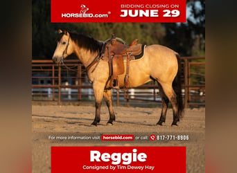American Quarter Horse, Ruin, 6 Jaar, Buckskin