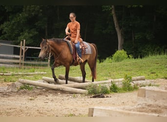 American Quarter Horse, Ruin, 6 Jaar, Buckskin