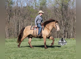American Quarter Horse, Ruin, 6 Jaar, Champagne