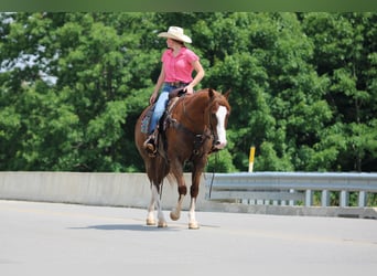 American Quarter Horse, Ruin, 6 Jaar, Donkere-vos