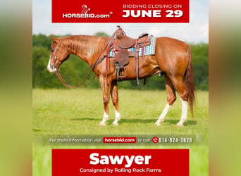 American Quarter Horse, Ruin, 6 Jaar, Donkere-vos