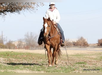 American Quarter Horse, Ruin, 6 Jaar, Donkere-vos